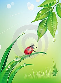 Natural background with ladybird