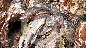 Natural background with ladybugs on rough bark of tree trunk.