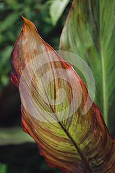 Natural background. A large green red leaf
