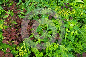 Natural background - lawn during rain