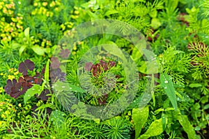 Natural background - lawn during rain