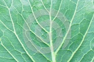 Natural background with leaf texture