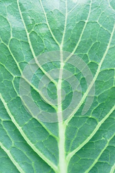 Natural background with leaf texture