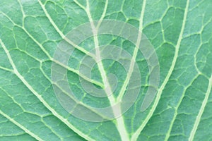 Natural background with leaf texture