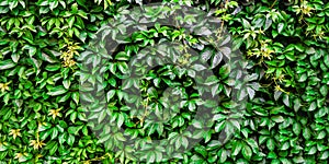 Natural background from leaves. wall are covered with green leaves of wild ornamental grapes, banner