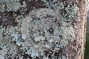 Natural Background of Lichens on Tree Bark 