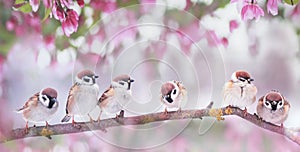 Natural background with little funny birds sparrows sitting on a branch blooming with pink buds in a may spring garden