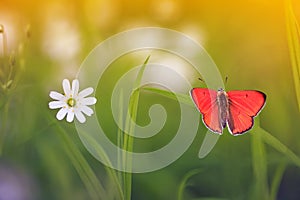 Natural background with little orange butterfly sitting on gree