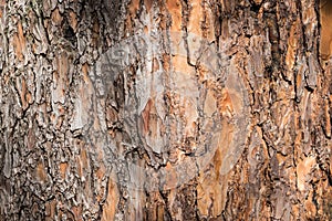 Natural background made of a closeup of brown tree bark with wide grooves.