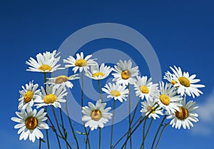 Natural background of many beautiful wild flowers white daisies