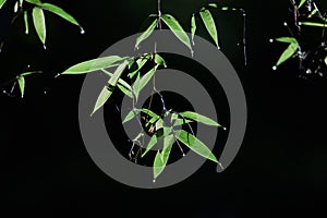 Bamboo Forest Scene.