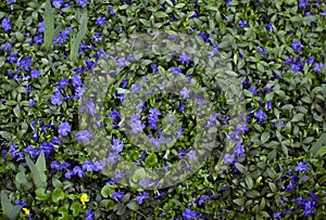 Natural background - meadow of beautiful blooming violet Vinca Minor