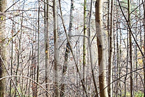 Naked tree trunks in city park on sunny autumn day