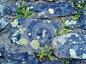 Natural background of an old stone wall with tiny ferns and lichens,  detail of irish landscape near Greystones, Ireland