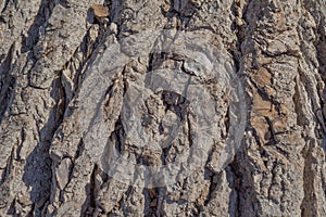 Natural background of old willow bark