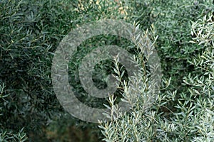 Natural background - olive grove, olive tree branches in the foreground