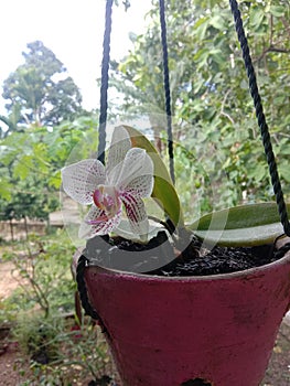 Natural background ornamental pink orchid flower