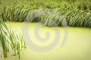 Natural background of overgrown with duckweed pond fringed with