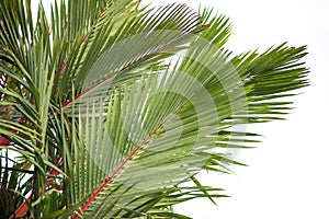 Natural background Palm. Cyrtostachys renda Blum leaves