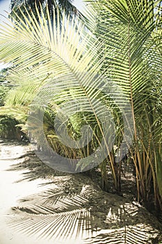 natural background of palm tree pattren