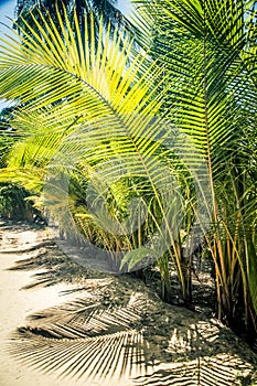 natural background of palm tree pattren