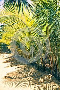 natural background of palm tree pattren