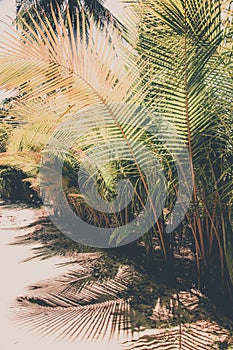 natural background of palm tree pattren