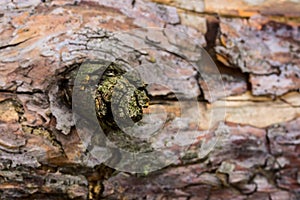 Natural background pine bough on blurry background of tree trunk