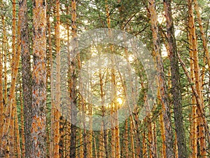 Natural background of pine trunks with sunshine