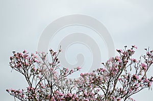 Natural background: pink blooming tree against blue sky