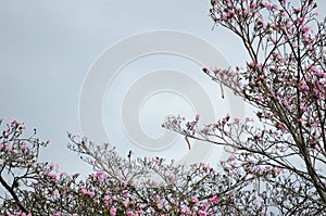 Natural background: pink blooming tree against blue sky