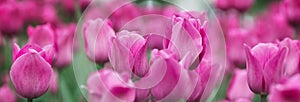 Natural background in pink color tulip on the petal in banner format