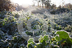 Natural background, plants in the first frost in autumn,