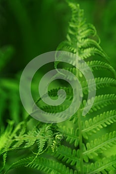 Natural background plants foliage with sunlight fern