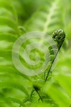 Natural background plants foliage with sunlight fern place for text