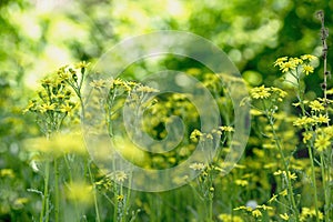 Natural background plants foliage with sunlight spot blooming yellow flowers and white dandelions