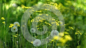 Natural background plants foliage with sunlight spot blooming yellow flowers and white dandelions