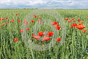 Natural background- poppy flowers