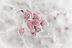 Natural background from red berry covered with hoarfrost or rime. Winter morning scene of nature. photo