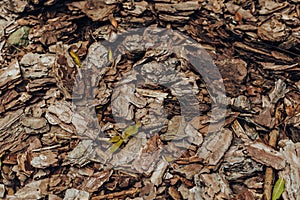 Natural background of red and brown pieces of tree bark wood chip mulch for gardening or natural themes