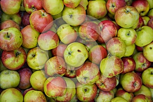 Natural background with red-green apples