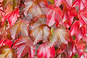 Natural Background of Red Ivy Parthenocissus Quinquefolia