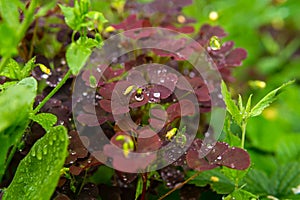 Natural background - red leaves of woodsorrel during rain