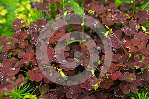 Natural background - red leaves of woodsorrel during rain