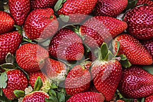 Natural background of red strawberries on the table ready to eat photo