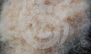 Natural background. Reed fluff with grains. Mature reeds