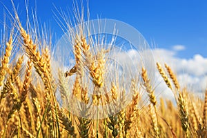 Naturale maturo orecchie un cereali da grano maturato 