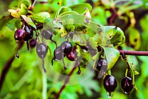 Natural background of ripening berries crandall photo