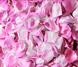 Natural background of rose petals photo
