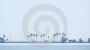 Natural Background - Row of Palm Trees along Backwaters